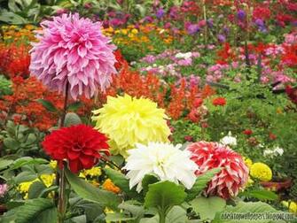 Dahlia Flower Desktop Wallpaper Pc
