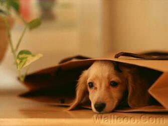 Puppies Wallpaper Little Puppy Dog Lovely Photos