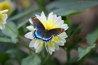 Butterfly On A Flower Wallpaper