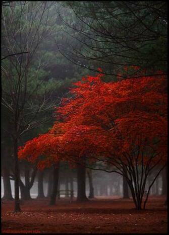 Red Tree
