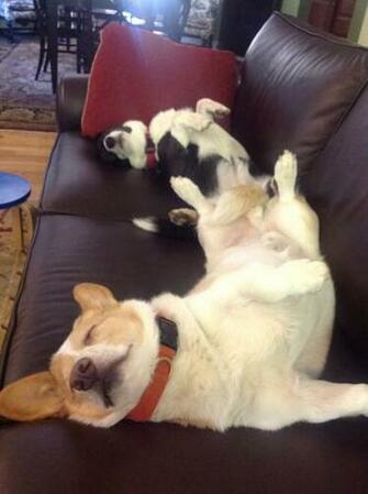 Related Pictures Sleeping Welsh Corgi Pembroke Dog Wallpaper