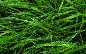 And Fresh Grass Does Good To Protect The Eyes Wallpaper World