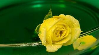 Rose Flower Wallpaper Background Pictures