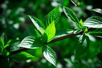 And Leaves High Definition Wallpaper Background