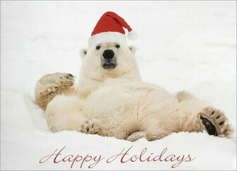 Lounging Polar Bear Bears From Cardsdirect