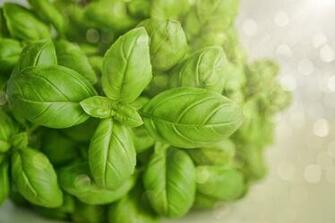 Photo Organic Basil Food Green Fresh Herb Wallpaper Max Pixel