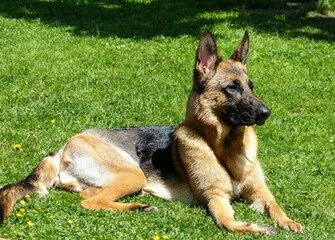 German Shepherd Wallpaper
