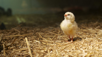 Chicken Full HD Wallpaper And Image