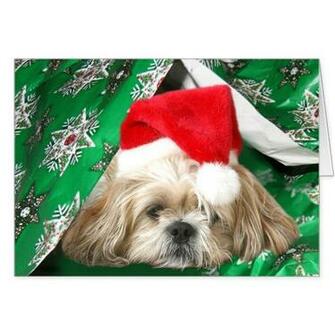 Tired Christmas Shih Tzu Greeting Cards