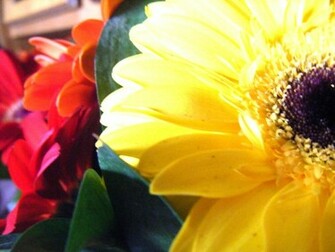 Gerber Daisies Wallpaper