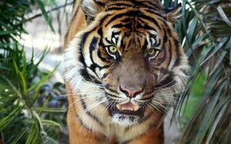 Tiger Computer Wallpaper Desktop Background Id