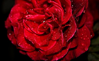 Red Roses Wallpaper For Desktop