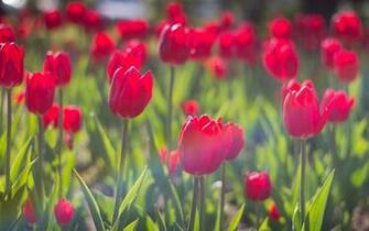 Spring Morning Tulips Red Flowers HD Wallpaper