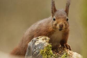 Beautiful Wallpaper Squirrels