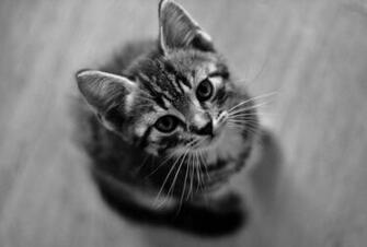 Black And White Cat Wallpaper