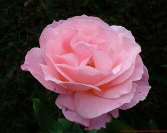 High Quality Rose Wallpaper Screensavers And Background
