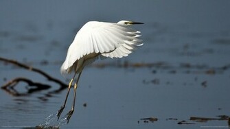 Heron Wallpaper