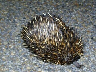 Anteater Wallpaper Spiny HD