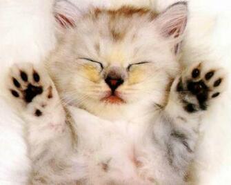 Animal Wallpaper Very Cute Baby Kitten Image Stock