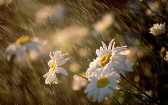 Flower Field Mobile Wallpaper Rain Flowers HD