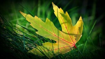 Maple Leaf HD Wallpaper High Definition Quality