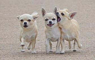 Chihuahua Wallpaper HD Early