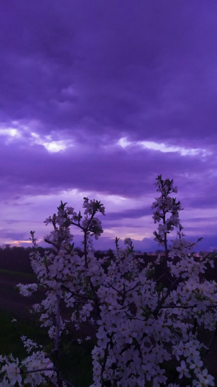 Purple Spring Aesthetic Wallpaper Mobcup