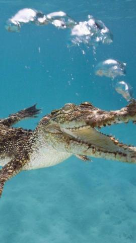 HD Wallpaper From Above Link Animals
