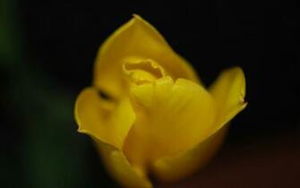 Yellow Tulip Desktop Pc And Mac Wallpaper