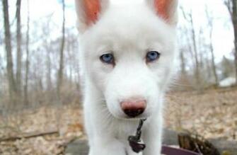 Siberian Husky Dogs Animal Wallpaper Jpg