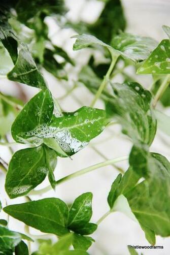 English Ivy Leaves Falling Off Image Search Results
