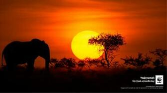 Wwf Still And Moving Image