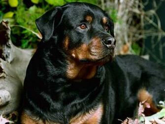Dog Wallpaper Desktop For