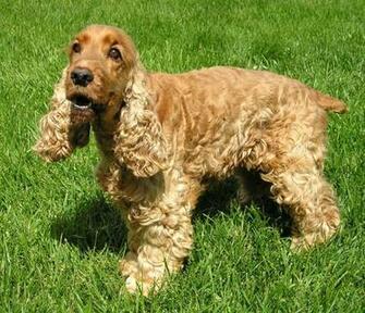 England Other Names Cocker Spaniel Nicknames