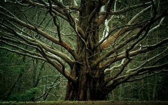 Million Branch Tree Wallpaper iPhone