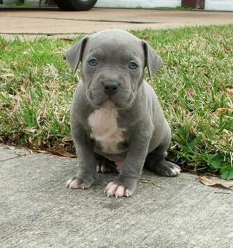 Blue Pitbull Puppies