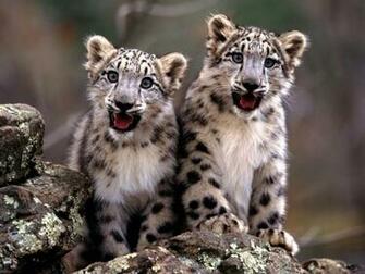 Baby Cheetah Desktop Pc And Mac Wallpaper