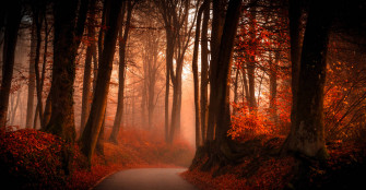 Foggy Wallpaper S