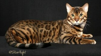 Bengal Cat Wallpaper Resolution