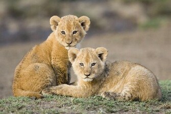 Lion Cubs Cute