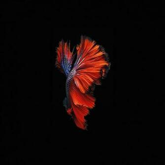 Apple Ios9 Fish Live Background Dark Red iPad Air Wallpaper