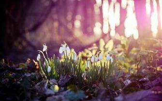 Fantastic Spring Forest Wallpaper Jpg