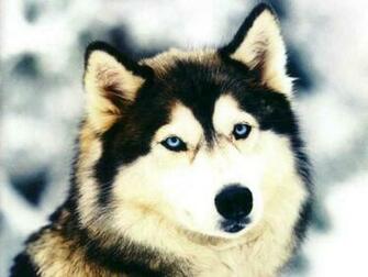 Siberian Husky Wallpaper Wide HD