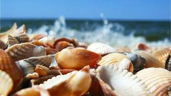 Sea Wallpaper Shell HD Desktop