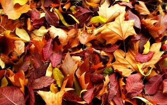 Autumn Leaves Desktop Wallpaper In HD