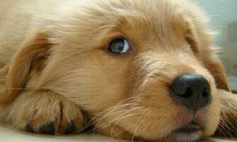 Finals Week Missing A Puppy Come To Puppies In Perkins On April