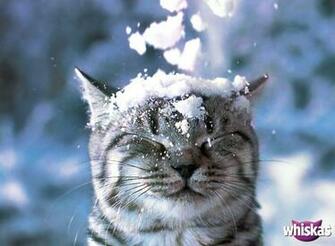 Wallpaper Warrior Cats Cat Desktop Background Os Fr