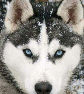 Siberian Huskies Alaskan