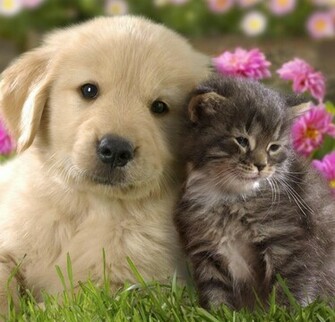 Cats And Dog Wallpaper HD In The Comments For More