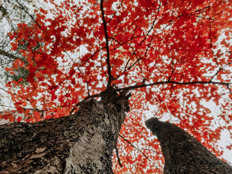 Cute Fall Aesthetic Of Trees Wallpaper